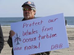 Seventh whale washes ashore in New Jersey, sparking offshore wind opposition