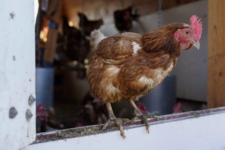 Texas lawmakers working to allow chickens in backyards amid rising egg prices