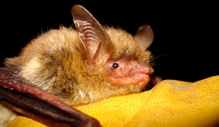 House votes to curtail protections for endangered species of bats and chickens