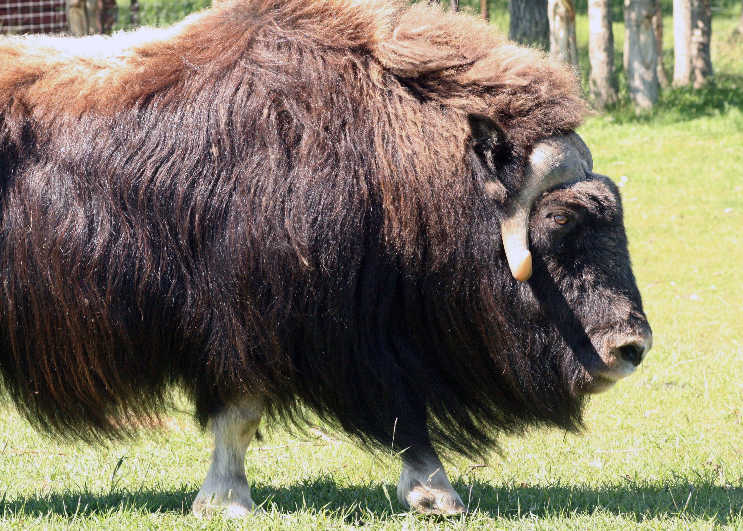 Musk Oxen Deaths-University