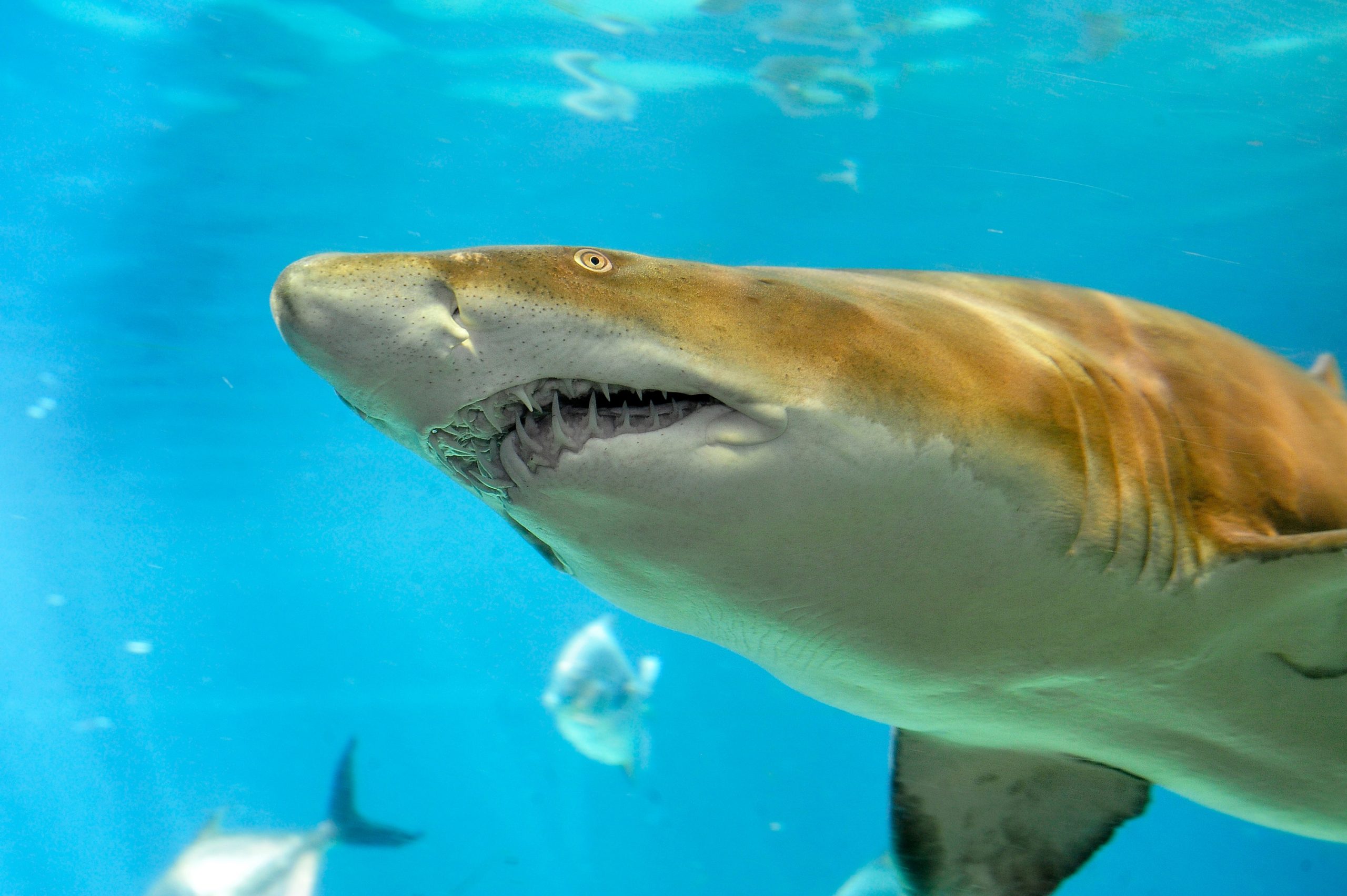 Sand Tiger Shark Nursery-Discovery