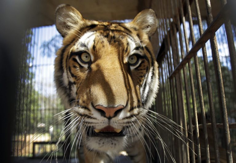 Bodycam video shows police shooting of tiger who bit worker at Florida zoo