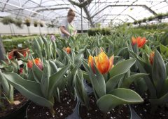 Nation’s largest flower show tackles water concerns