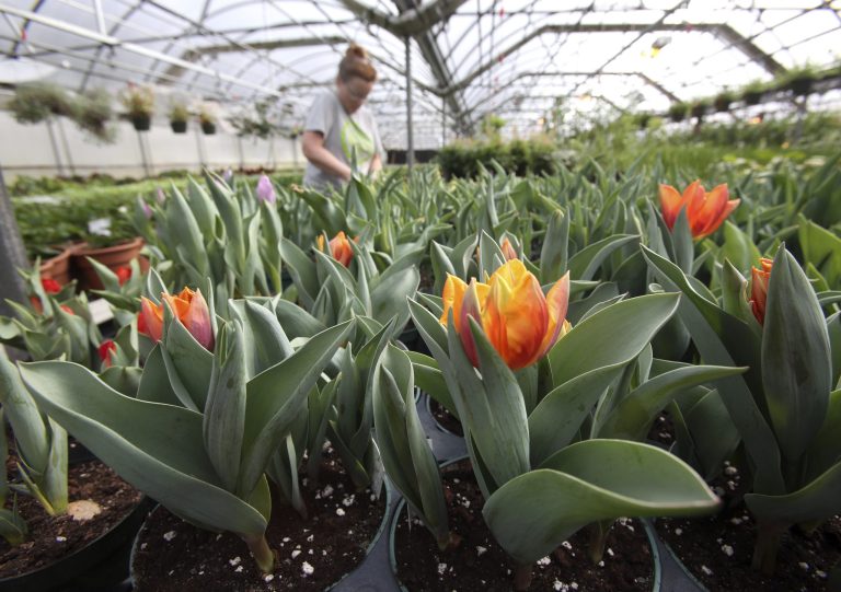 In this Wednesday, March 1, 2017, photo, grower Regina McKee works with tulips in a greenhouse growing plants for the Philadelphia Flower Show at Meadowbrook Farm, in Jenkintown, Pa. AP Photo/Jacqueline Larma)