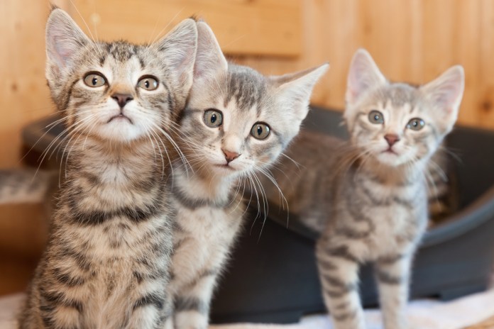 iStock photo of three cats.