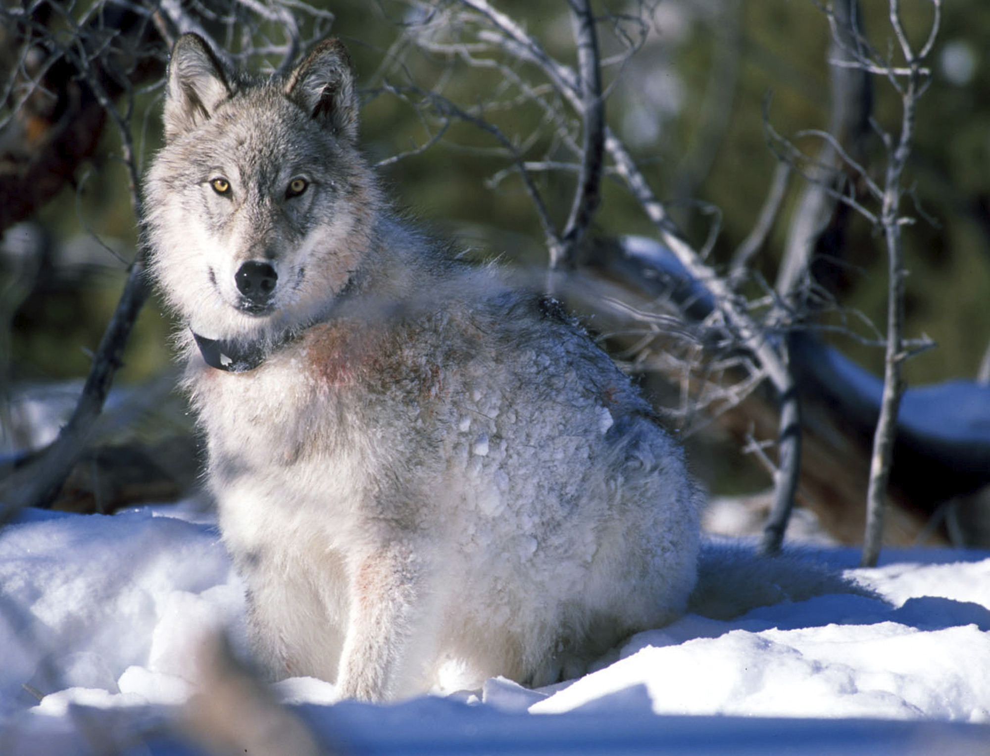 Judge rejects request to halt Idaho wolf kill plan