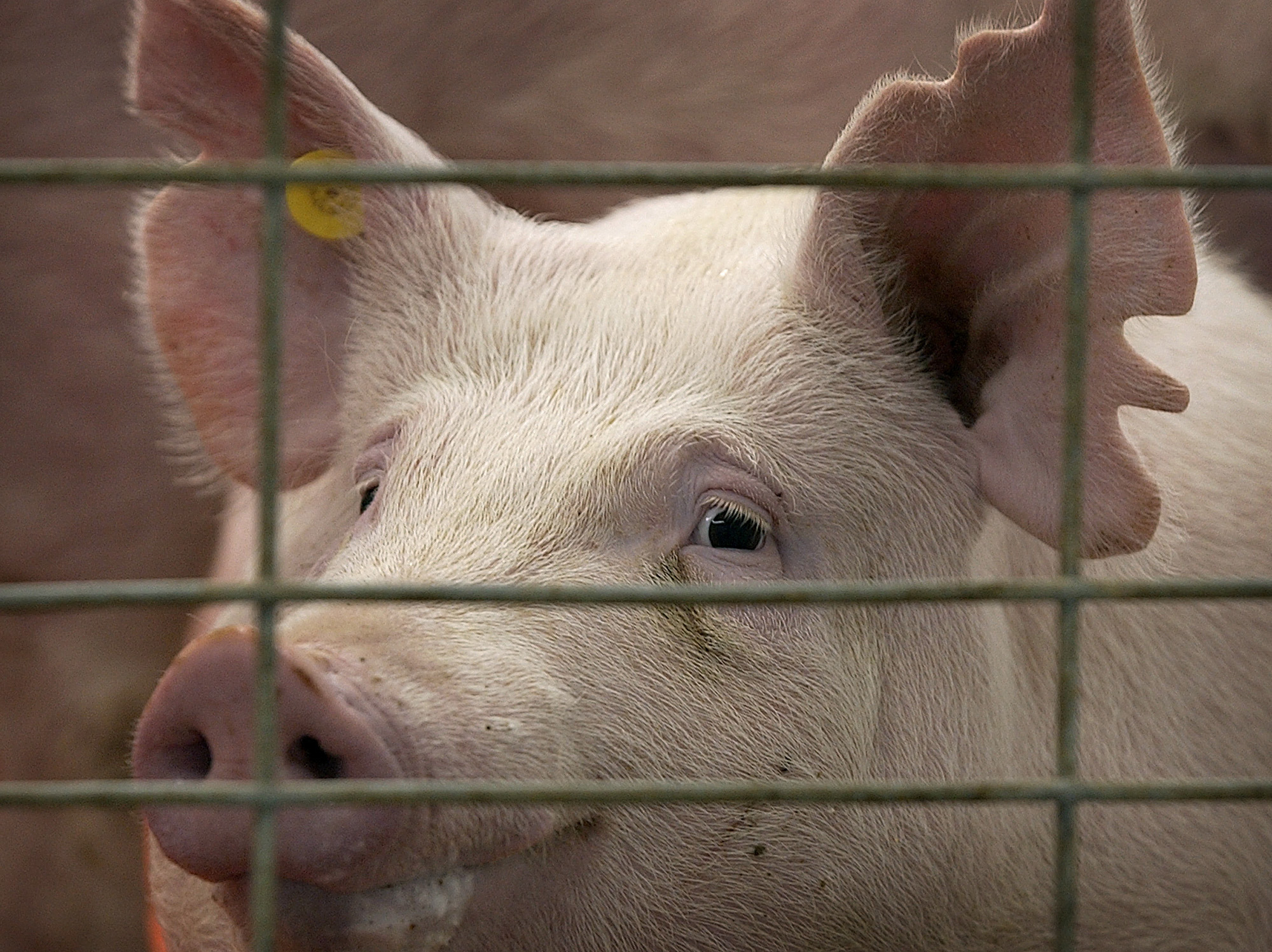 California’s Prop 12 to affect Iowa farmers with drastic changes