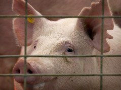 California’s Prop 12 to affect Iowa farmers with drastic changes