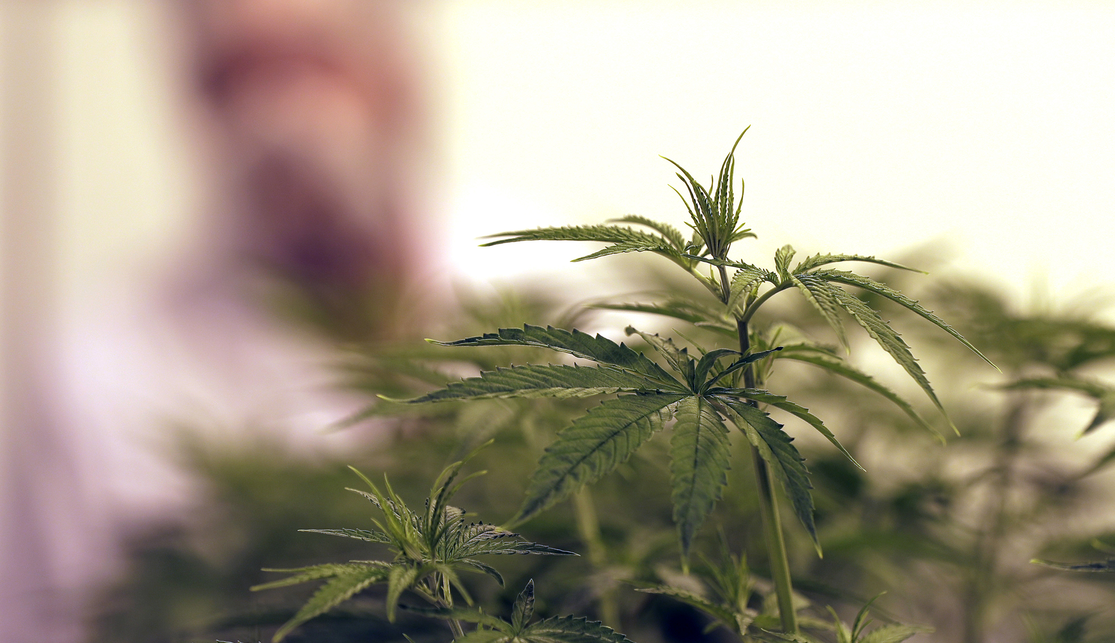 Trump expected to sign order reclassifying marijuana to Schedule III drug