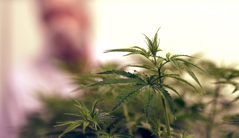 Trump said repeatedly during the campaign that he supports state autonomy on recreational marijuana policy and that he supports legalizing medical pot. (AP Photo/Eric Gay)