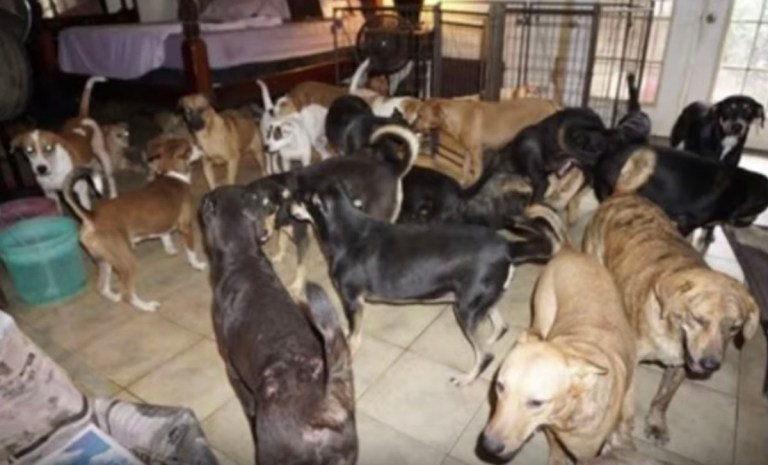 $75K raised for woman who says she sheltered almost 100 stray dogs in her Bahamas home during hurricane