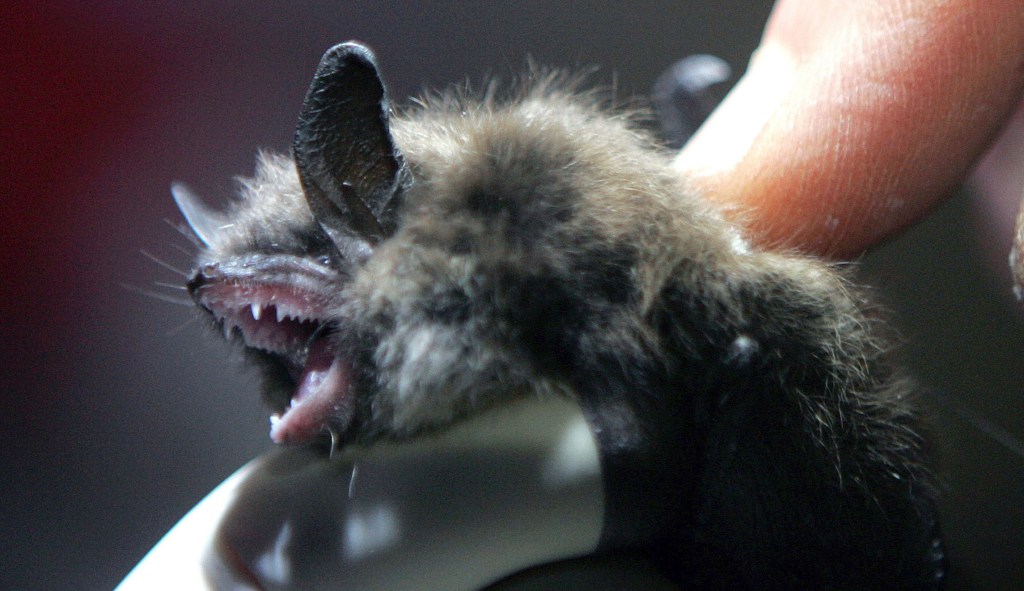 Scientists discover six new coronaviruses in bats