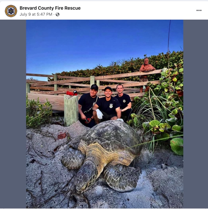 Giant sea turtle rescued