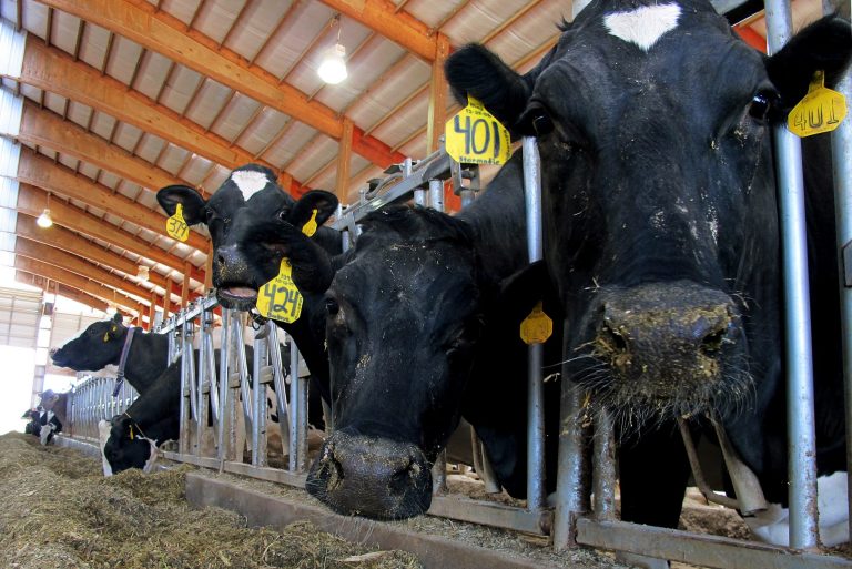 Negotiations on a farm bill are going on now in Congress, with lawmakers working to merge the House and Senate bills. (AP Photo)