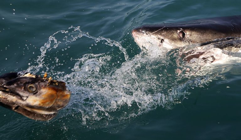 The next time you see a shark, tiger or snake, just leave it alone. The world is big enough for all of us. (AP Photo/Schalk van Zuydam)