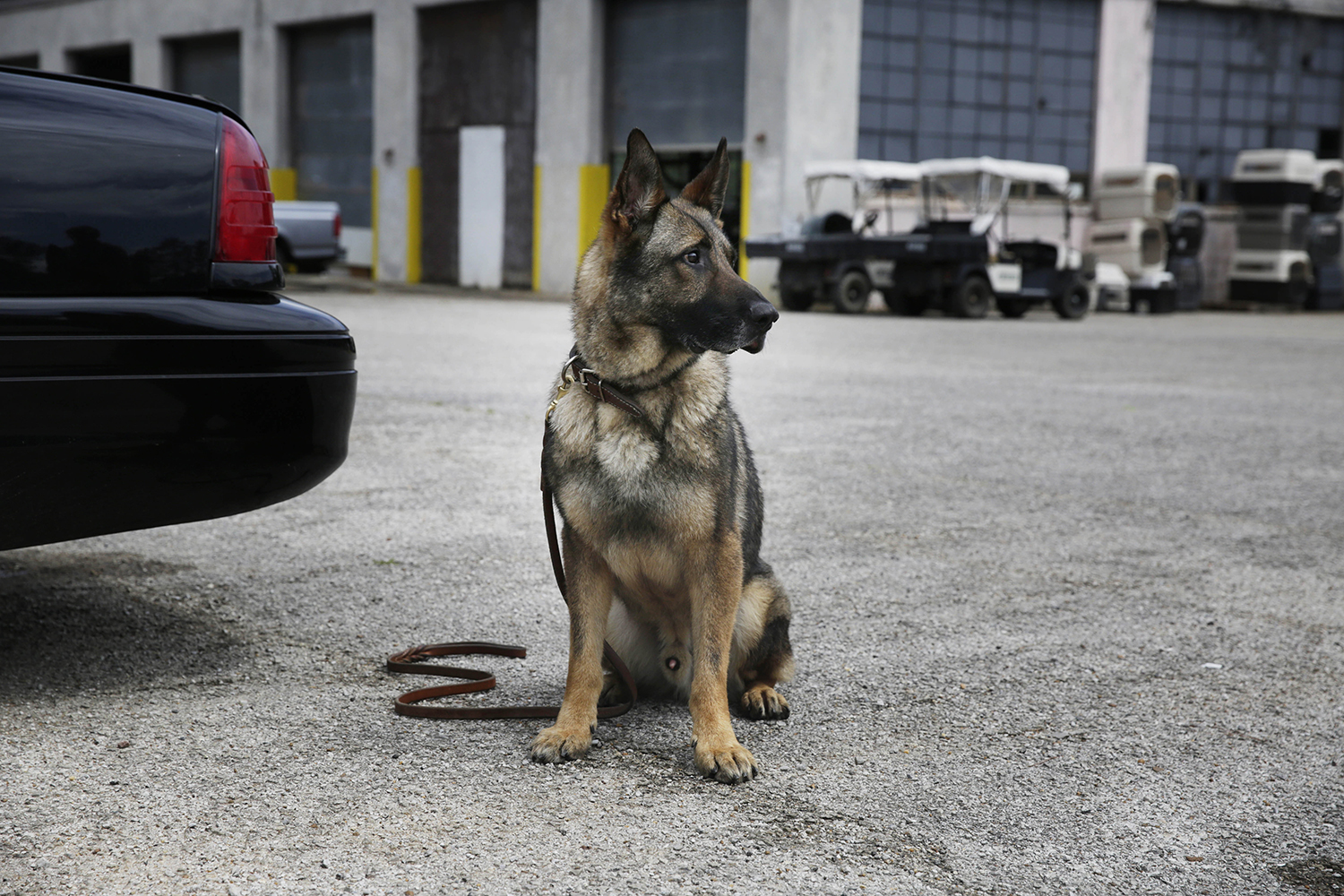 State Dept. moves to save bomb-sniffing dogs in Kuwait