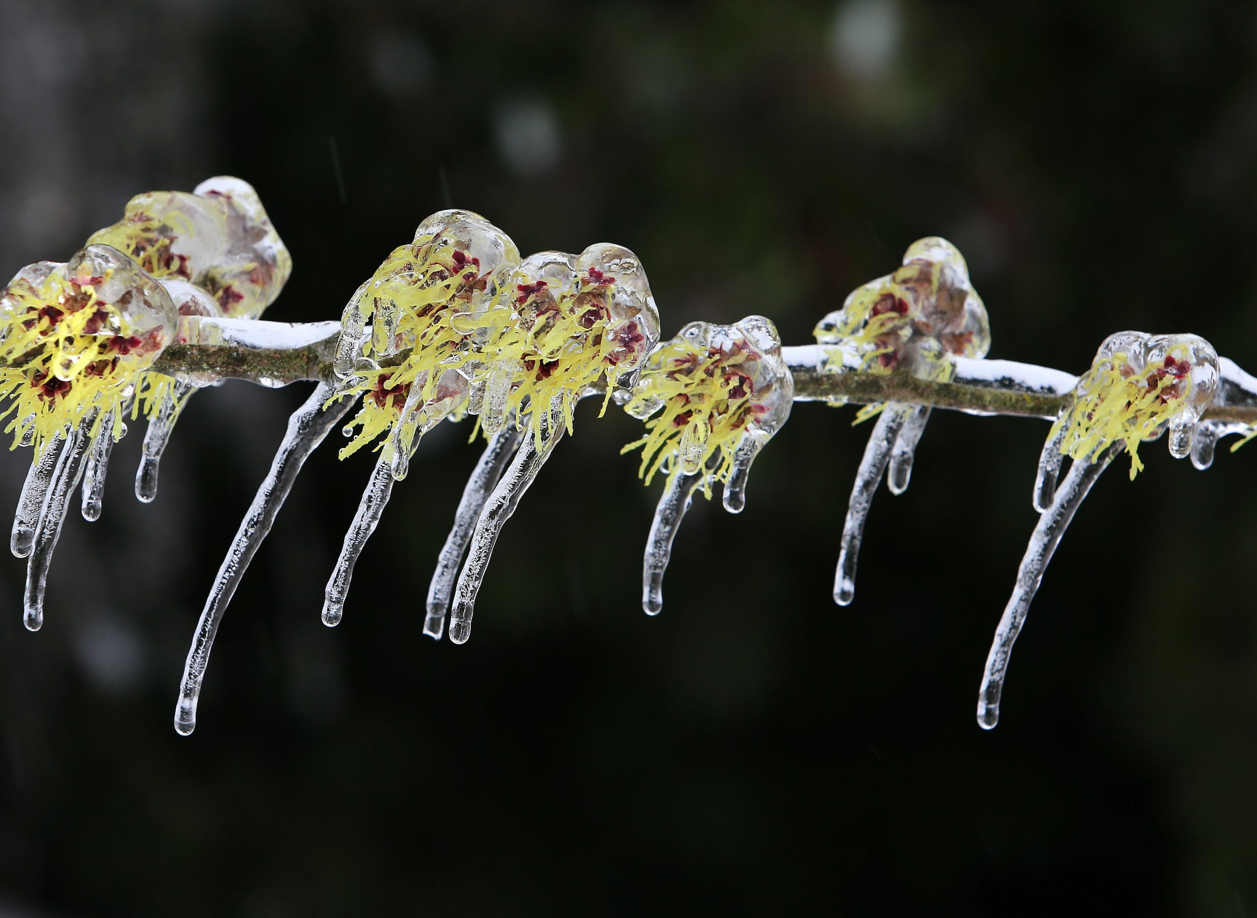 Pacific Northwest thaws after freak snowstorms