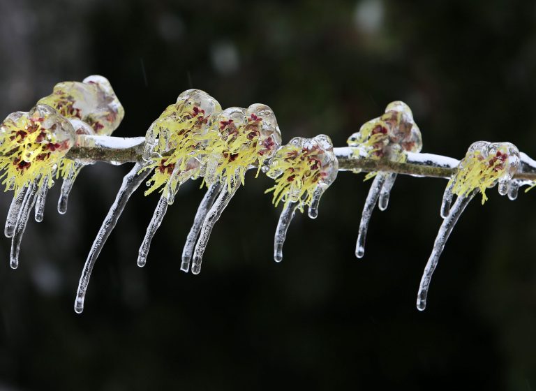Witch-hazel flowers are frozen in mid-bloom beneath a layer of ice after freezing rain in Eugene, Ore. on Saturday, Feb. 8, 2014. (AP Photo/The Register-Guard, Brian Davies)