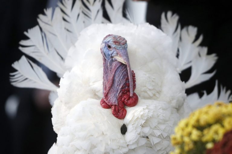 Popcorn, the National Thanksgiving Turkey, from Badger, Minn., stands on the North Portico at the White House in Washington, before being pardoned by President Barack Obama, Wednesday, Nov. 27, 2013. This is the 66th anniversary of the National Thanksgiving Turkey presentation by the President. (AP Photo/Charles Dharapak)