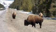 Why conservation groups refuse to condemn the slaughter of Yellowstone’s bison