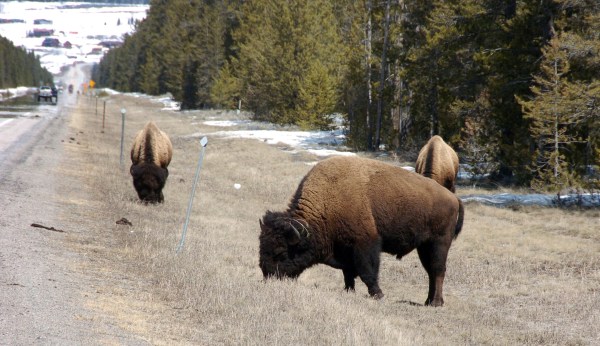 Why conservation groups refuse to condemn the slaughter of Yellowstone’s bison