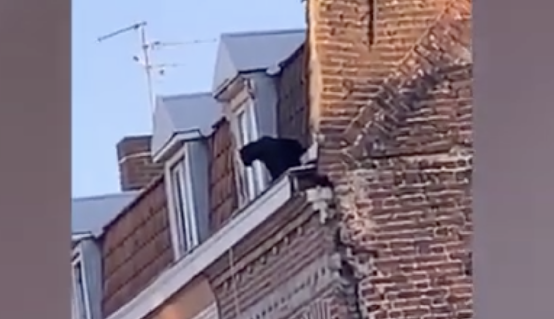 Black panther roaming French rooftops stopped by drug dart