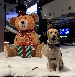 Buddy (pictured right) sits next to a holiday-themed bear at Austin-Bergstrom International Airport.