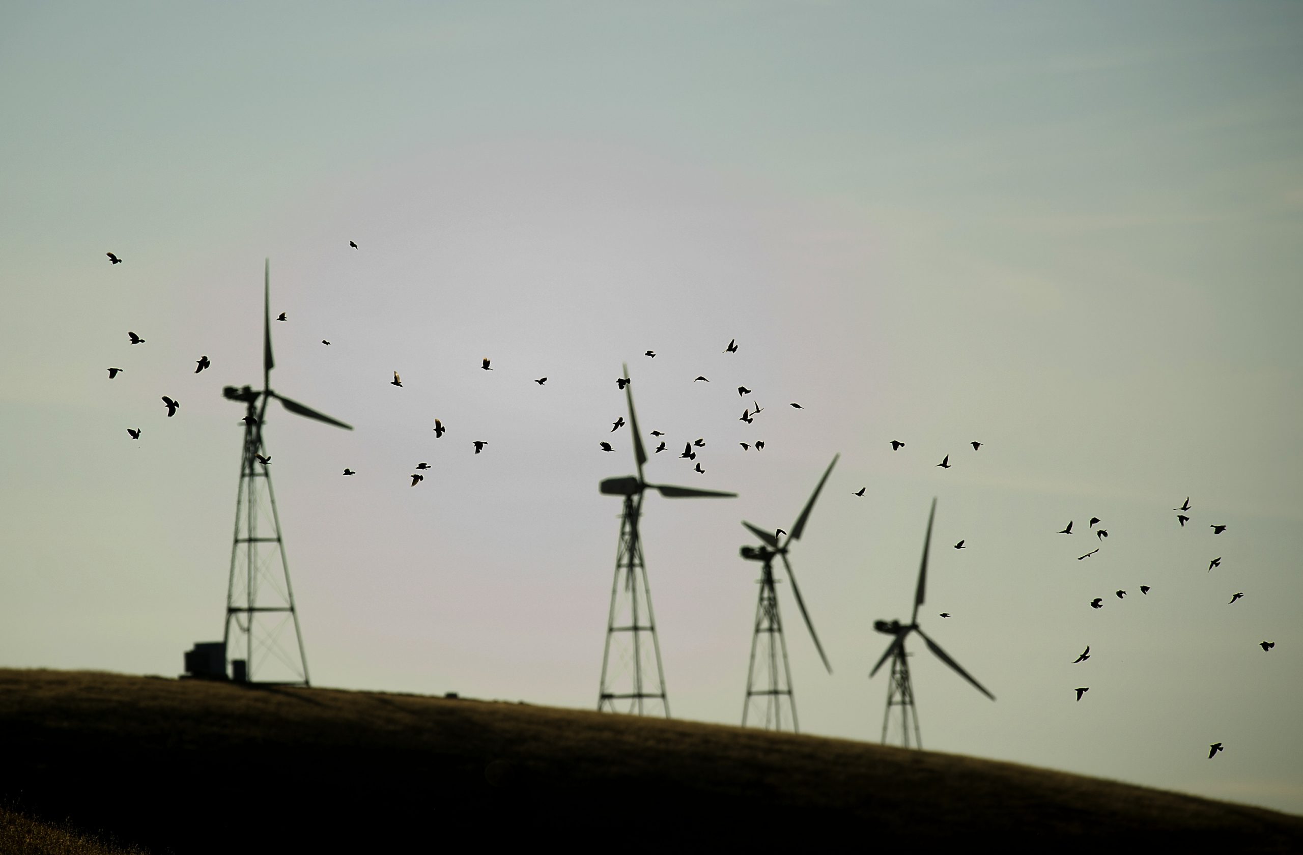 Obama administration moves closer to allowing wind farms to kill eagles