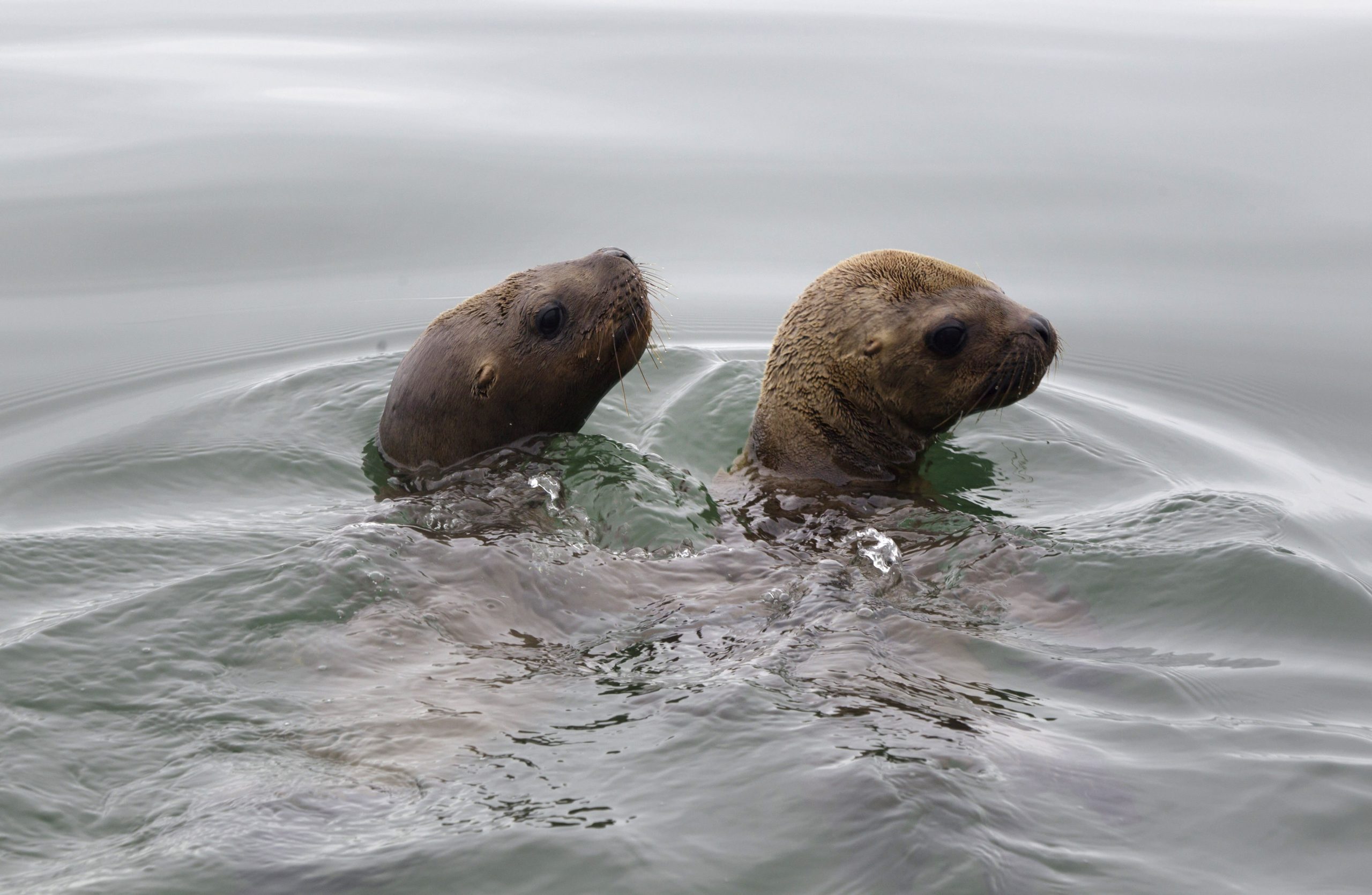 Once-ailing sea lions released by Peru activists