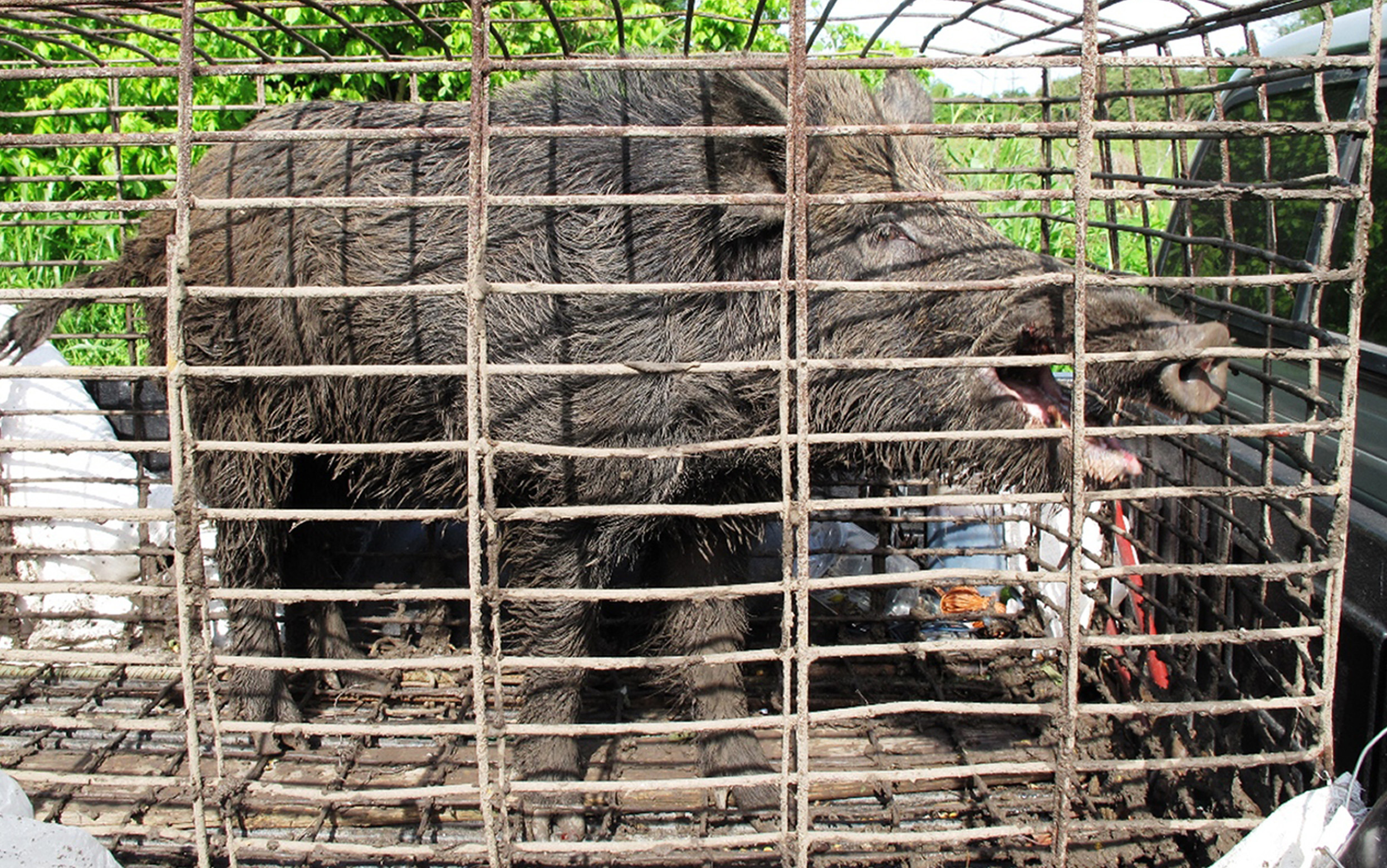 Bacon preservative tested as feral hog poison