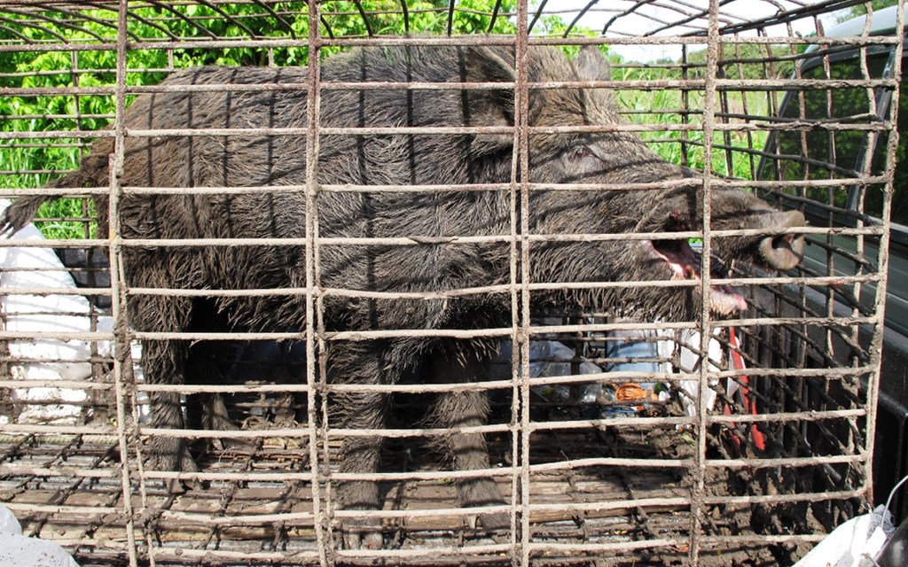 Bacon preservative tested as feral hog poison