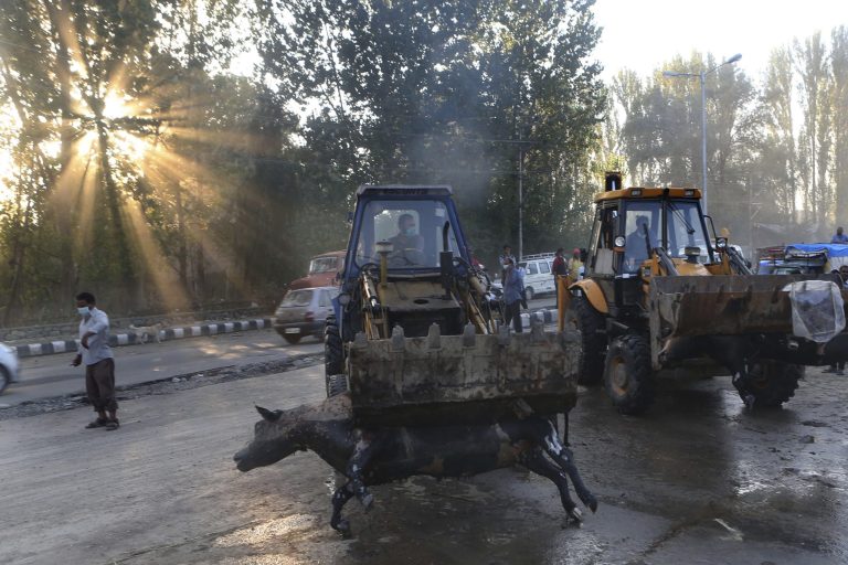 Government workers remove bloated carcasses of cows that died in the floods in Srinagar, Indian-controlled Kashmir, Tuesday, Sept. 16, 2014. Health workers were scrambling Tuesday to manage a mounting health crisis nearly two weeks after massive flooding engulfed much of Kashmir, where they are treating cases of diarrhea, skin allergies and fungus as they hope the stagnant waters do not create conditions for more serious disease outbreaks. (AP Photo/Dar Yasin)