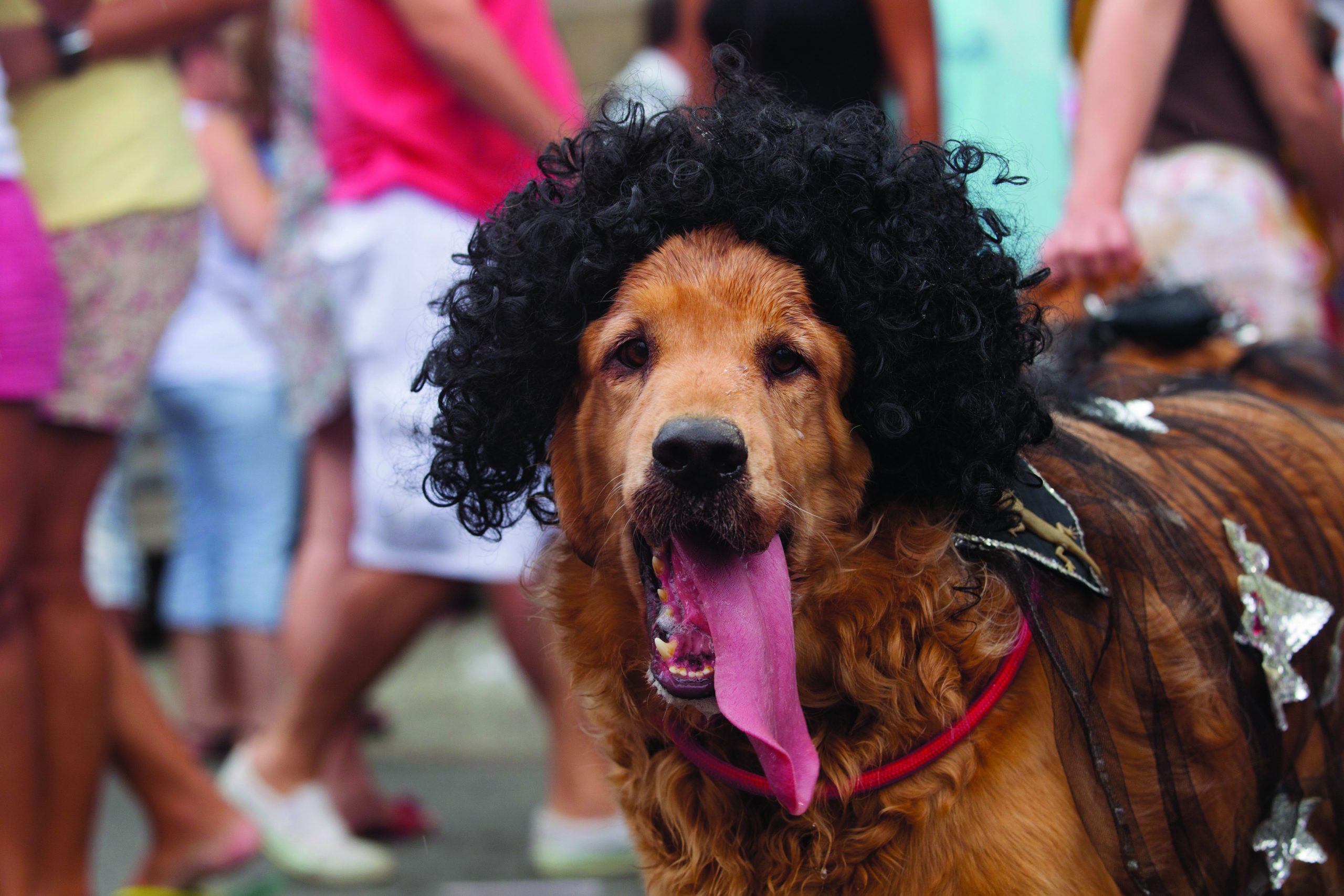 Rio Carnival goes to dogs at canine street party