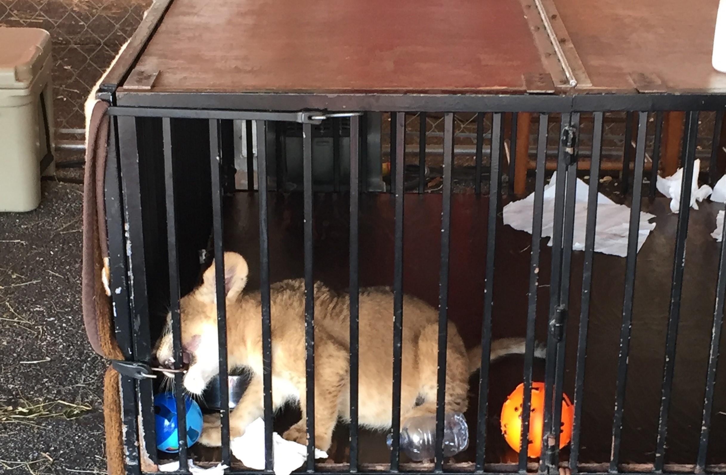 cat 2.jpeg
