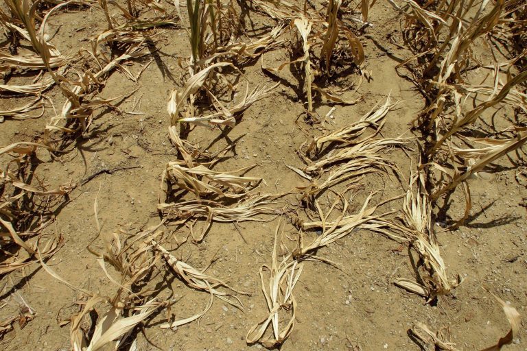 In this July 16, 2012 file photo, corn stalks struggling from lack of rain and a heat wave covering most of the country lie flat on the ground in Farmingdale, Ill. Global warming makes feeding the world harder and more expensive, a United Nations scientific panel said. (AP Photo/Seth Perlman)