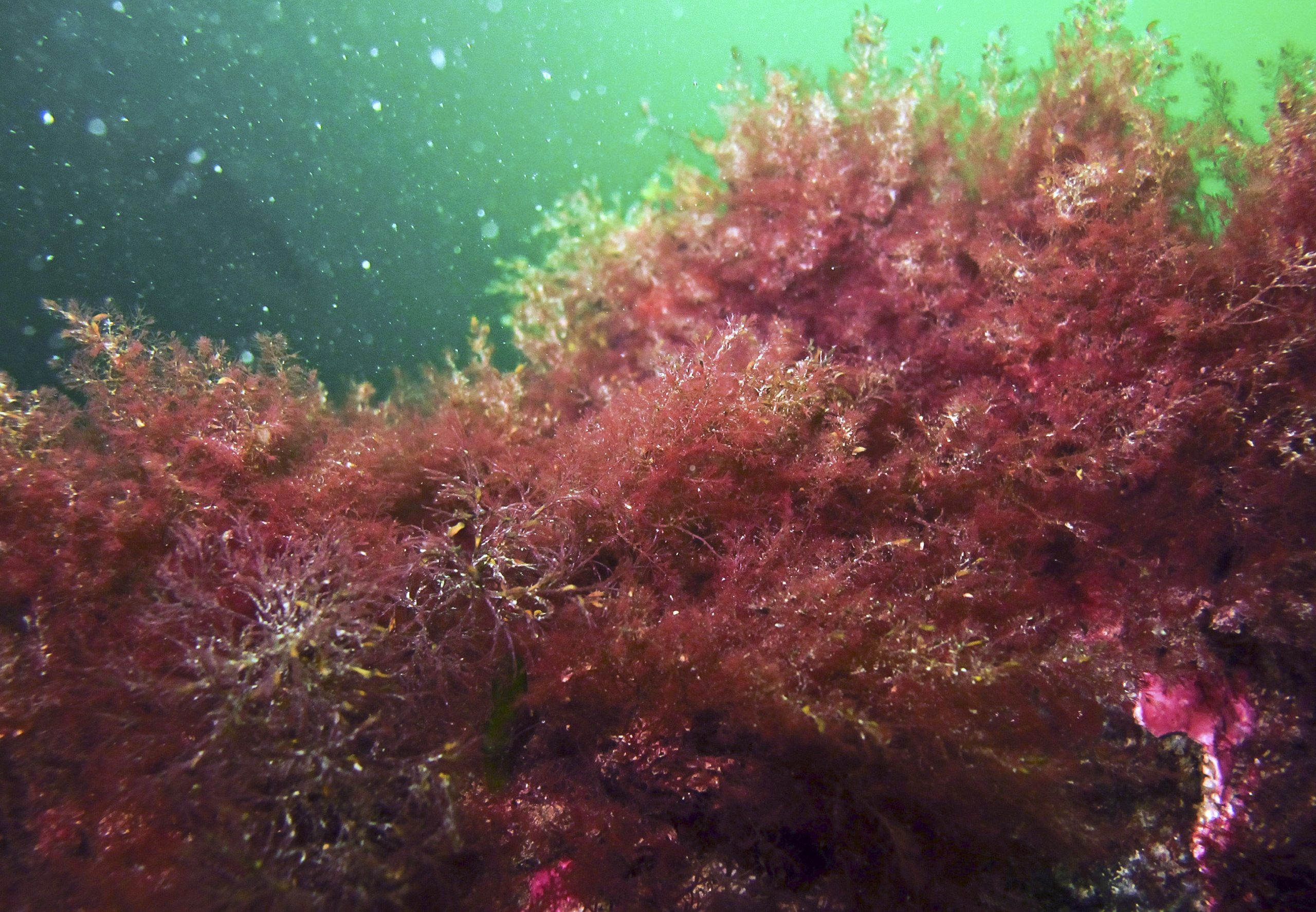 Invasive seaweed spreads along New England coast