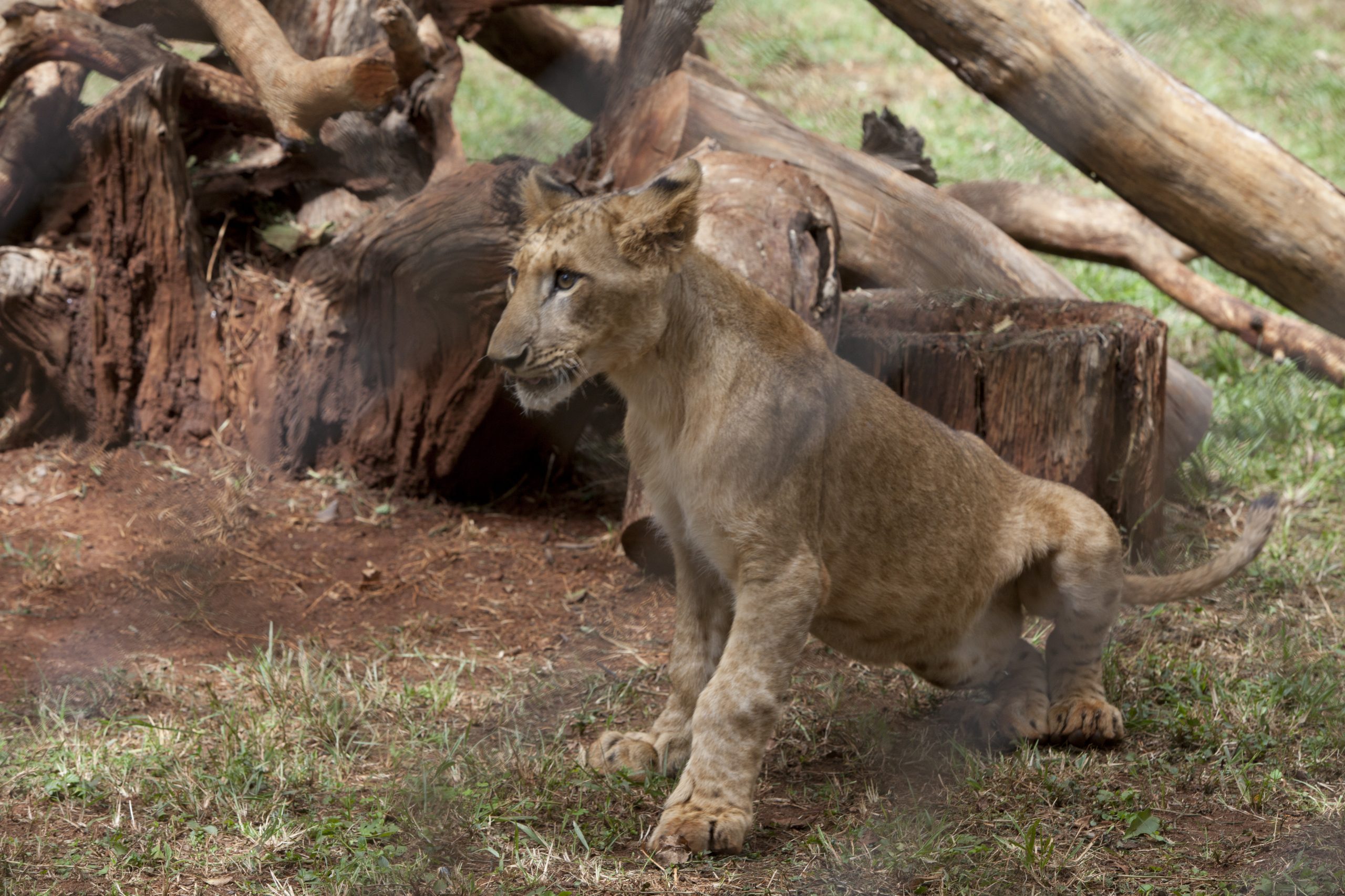 UN chief ‘adopts’ lion cub in Kenya