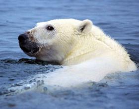 Al Gore, Savior?