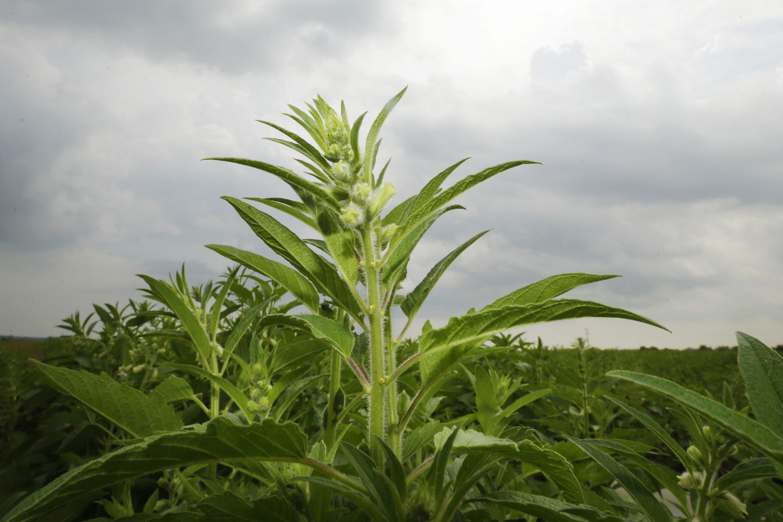 Sesame catching on in southeast US