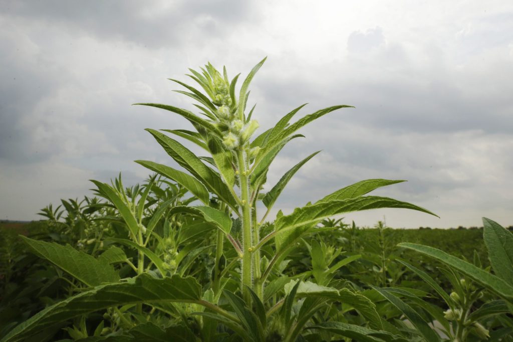 Sesame catching on in southeast US