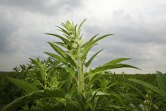 Sesame catching on in southeast US