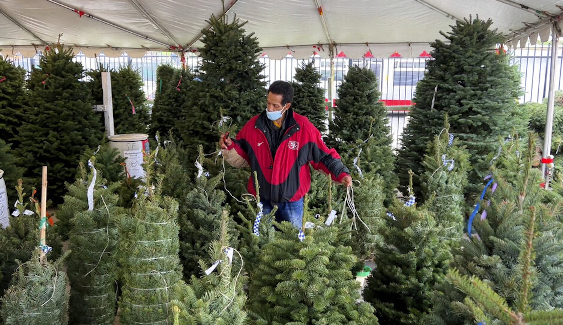 Christmas tree shortages threaten holiday celebrations