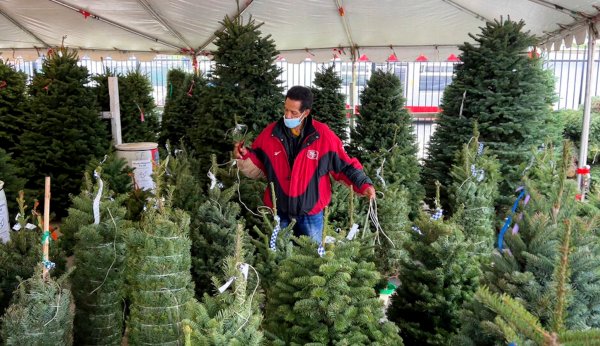 Christmas tree shortages threaten holiday celebrations