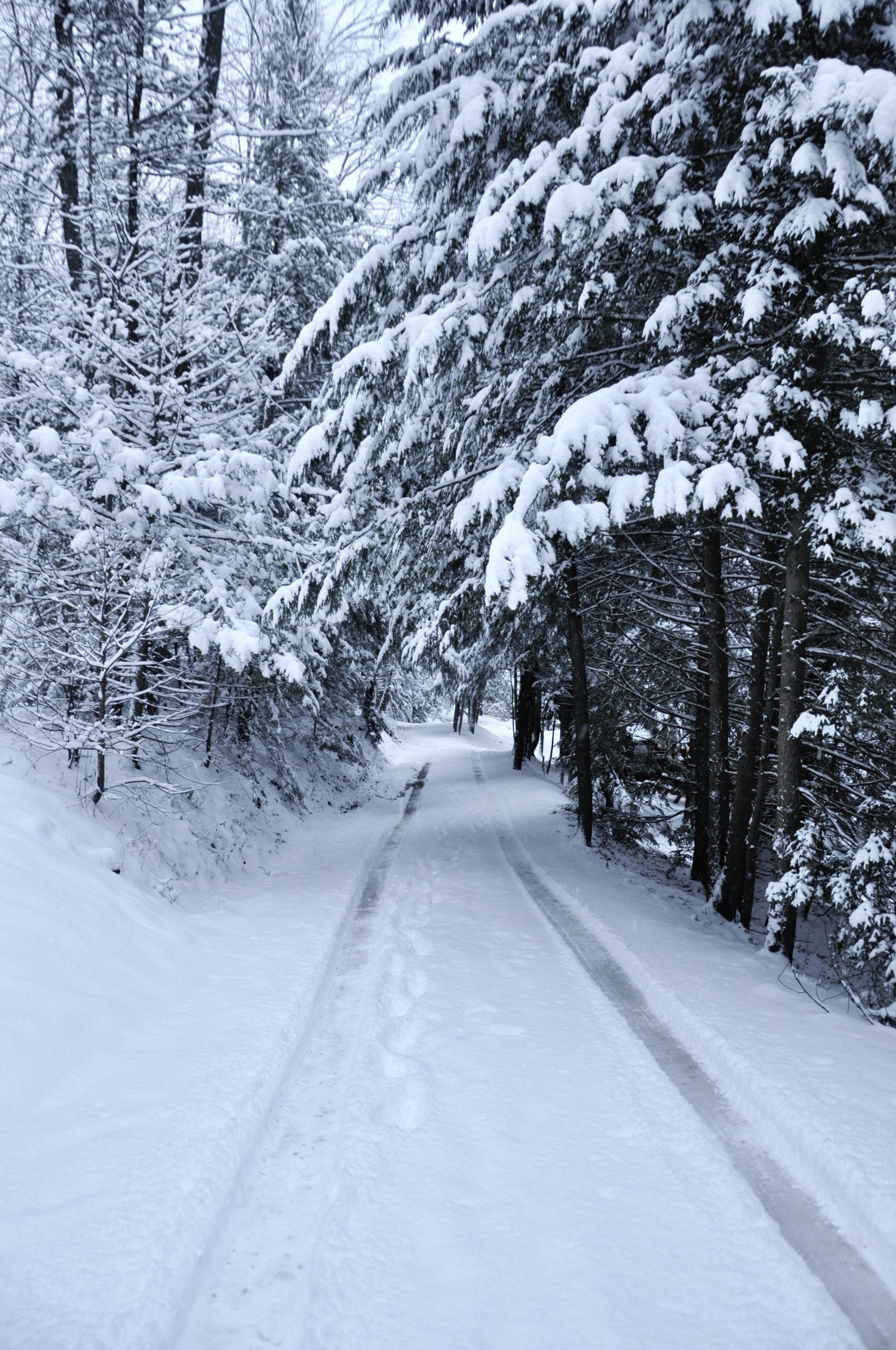 COOKS FOREST STATE PARK, Pa - Lightly touched snow from the recent storm make perfect conditions for snowshoeing and backcountry driving.jpeg