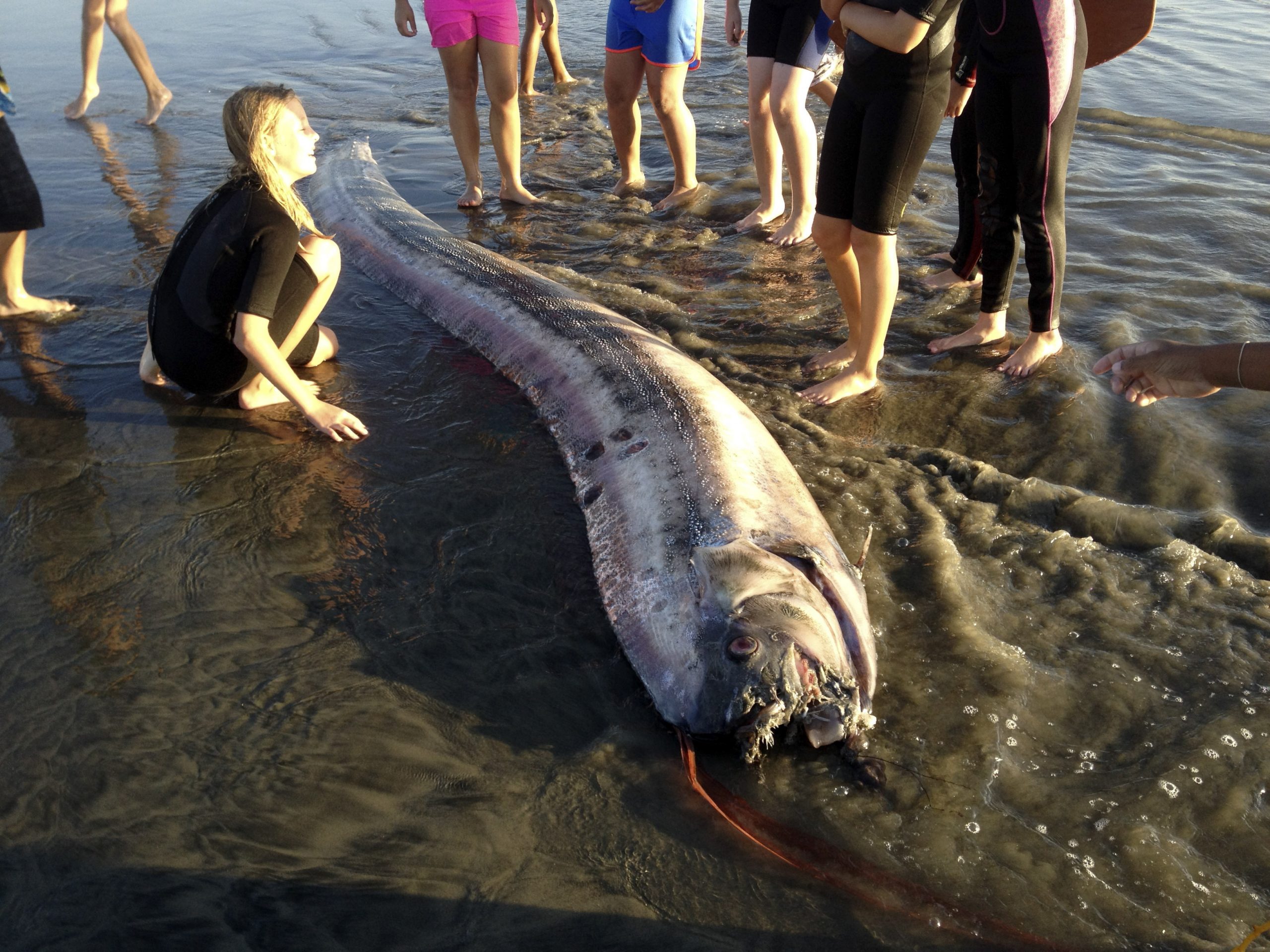 California ‘sea serpents’ draw gawkers