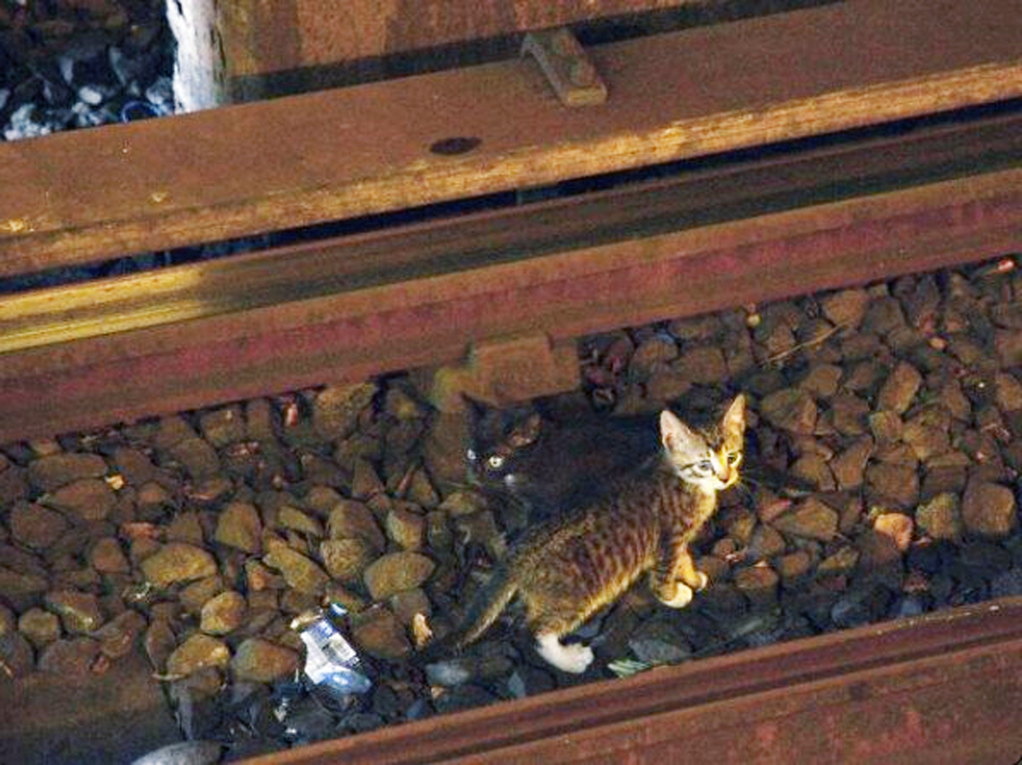 NYC mayoral hopeful: Don’t stop trains for kittens