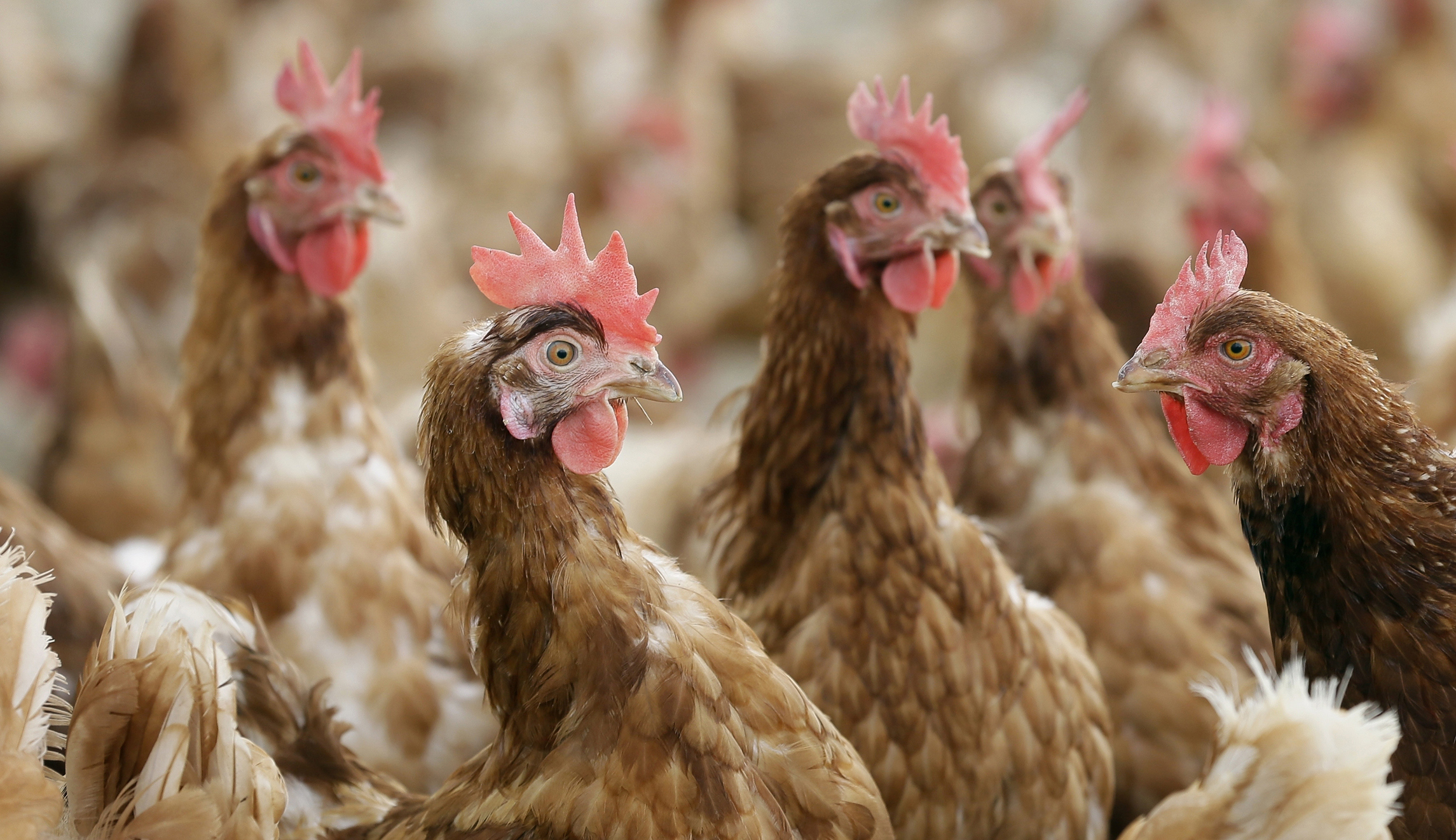 Repeal this Obama reg — unless you’re chicken