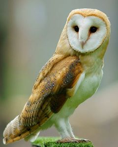 Prufrock: Democracy Dies in Rudeness, E.E. Cummings’s Art Book, and the Truth about Owls