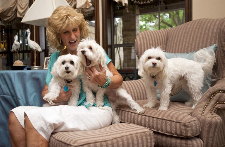 A Maltese named Reese, center, yawns after a long day of being reunited with his family, including Marlo and Cookie, in Tyler, Texas on Tuesday, July 22, 2014. Dinah Miller says she lost Reese in 2007 during a trip to Dallas. Reese was discovered in Tacoma, Wash. seven years later and was returned home to the Miller family in Texas on Tuesday. (AP Photo/Tyler Morning Telegraph, Sarah A. Miller)