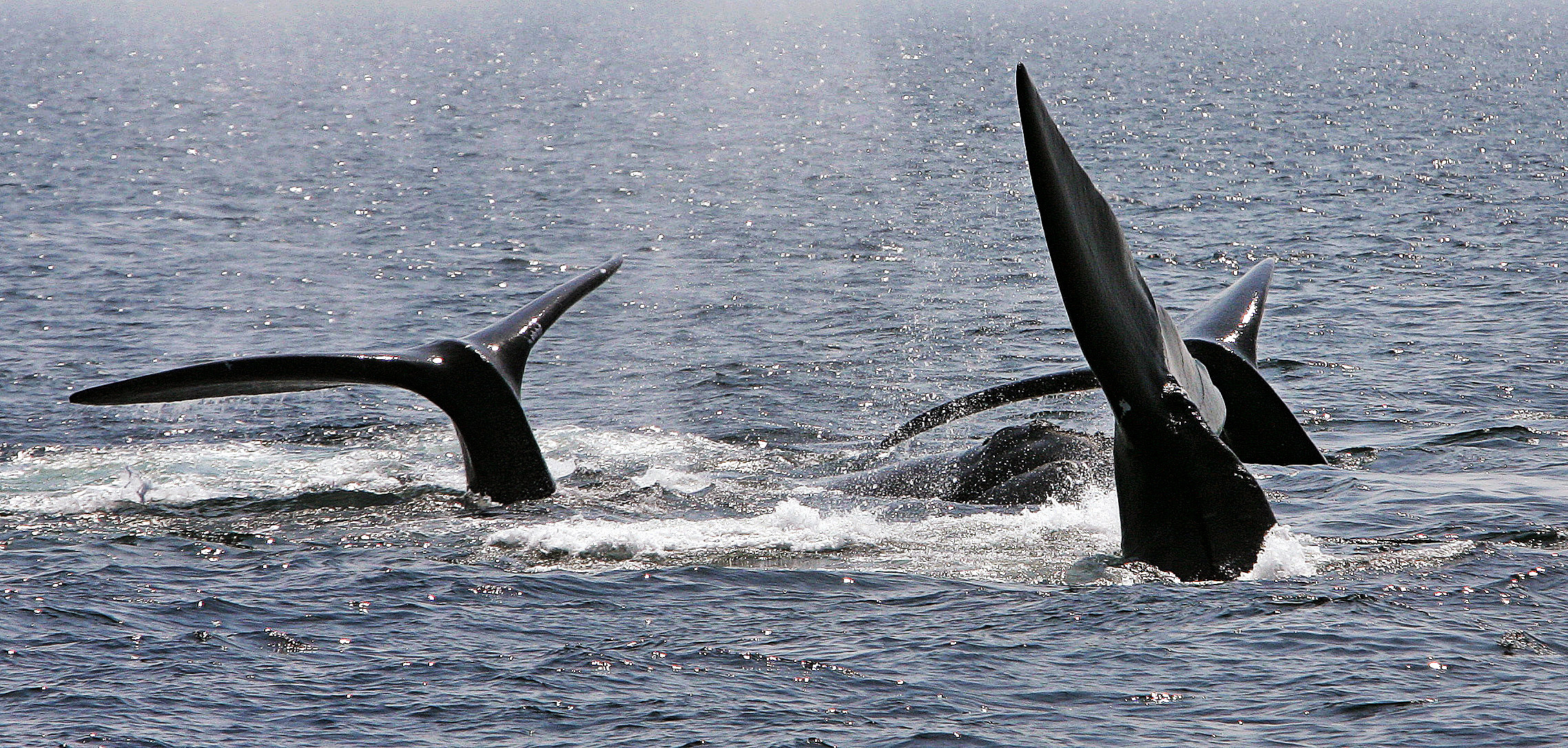 Environmental groups sue Wilbur Ross for letting whales drown